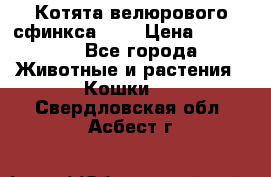 Котята велюрового сфинкса. .. › Цена ­ 15 000 - Все города Животные и растения » Кошки   . Свердловская обл.,Асбест г.